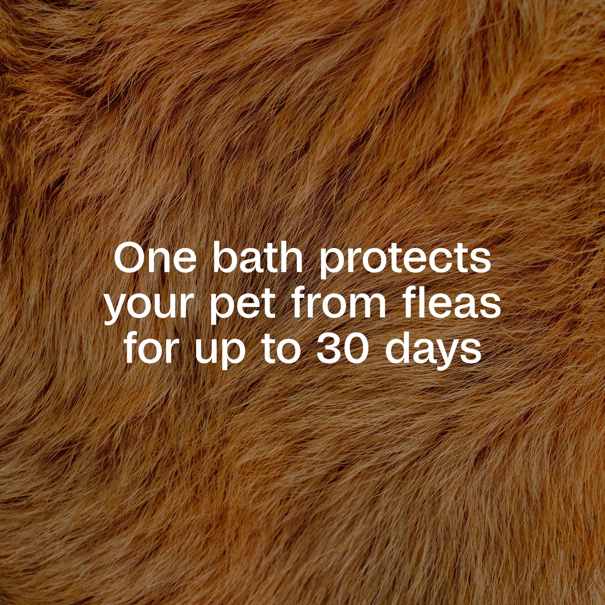 Flea & Tick Cleansing Shampoo for Dogs, Cats, 12 Ounces