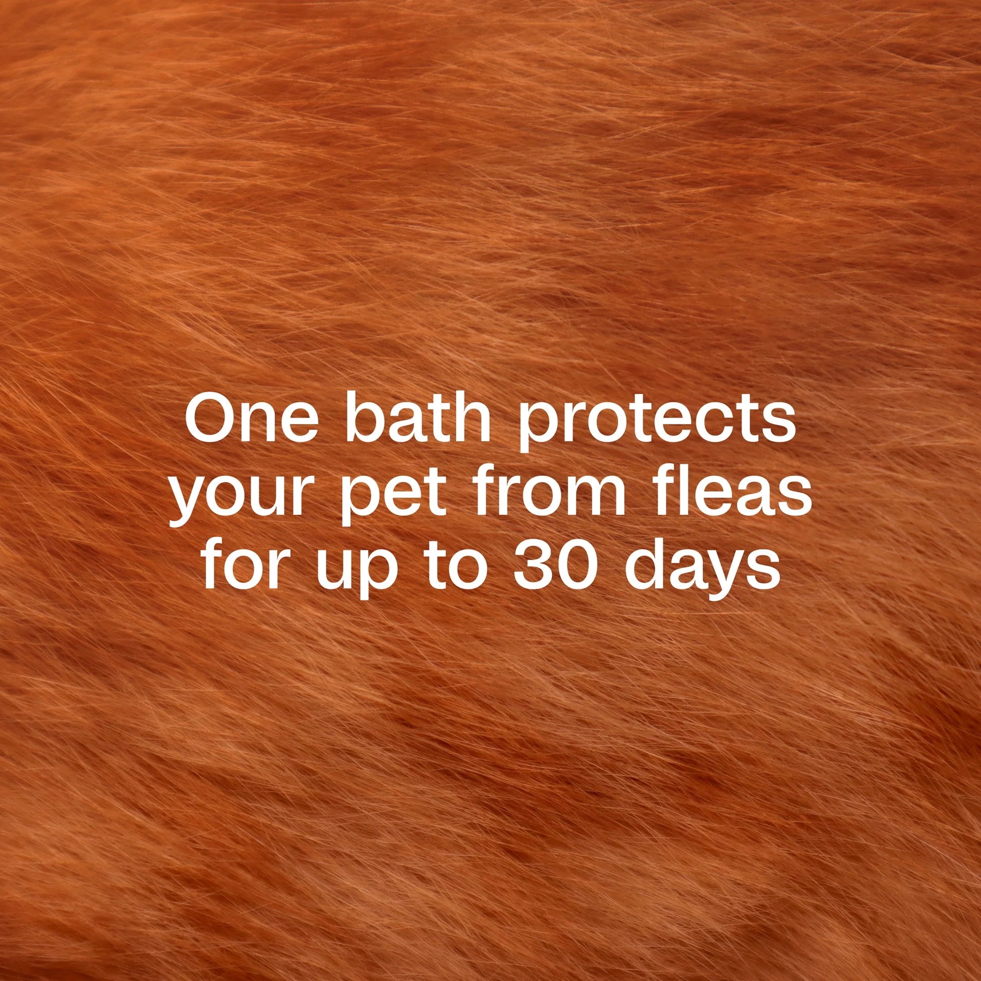 Flea & Tick Cleansing Shampoo for Cats, 12 Ounces