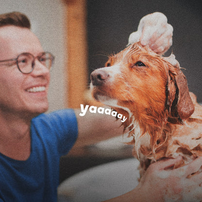 Flea & Tick Cleansing Shampoo for Dogs, Cats, 12 Ounces